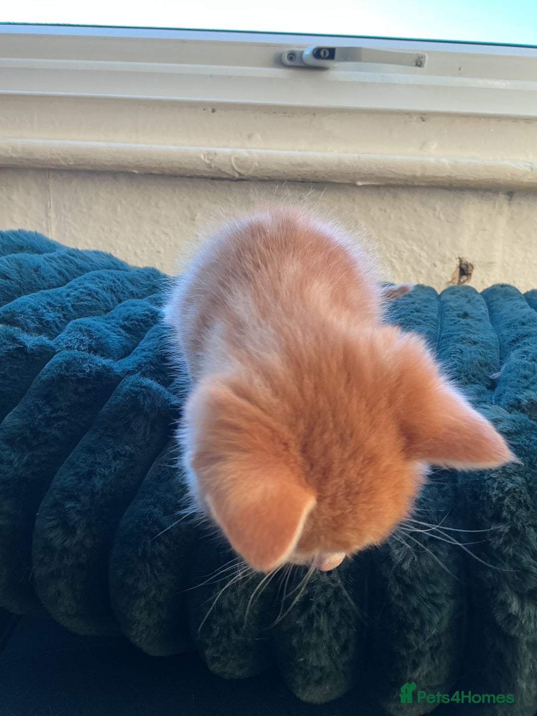 Domestic Shorthair cats for sale: Black-white-Ginger kitten - Advert 19