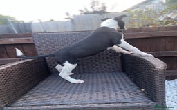 Lurcher dogs for sale: Lurcher puppies  - Image 3