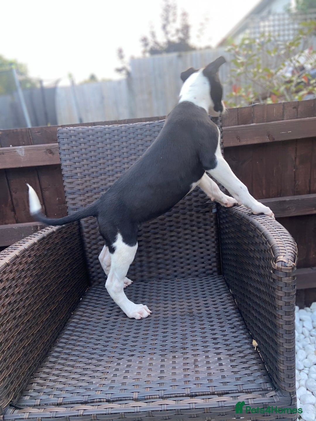 Lurcher dogs for sale: Lurcher puppies  - Image 3