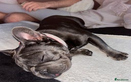 French Bulldog dogs for sale: 11 month old female french bulldog - Image 7