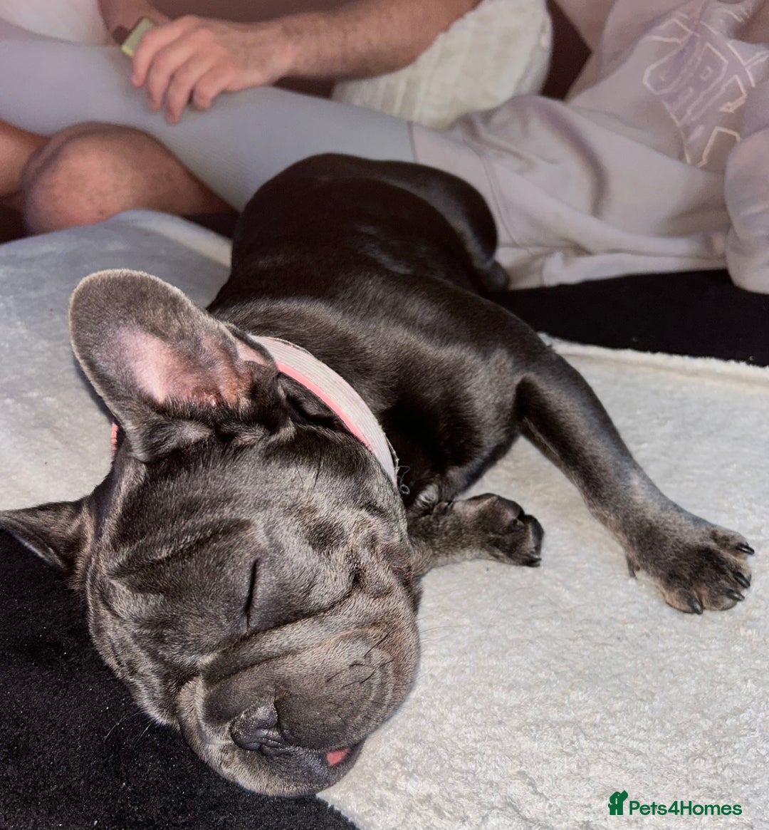 French Bulldog dogs for sale: 11 month old female french bulldog - Image 7