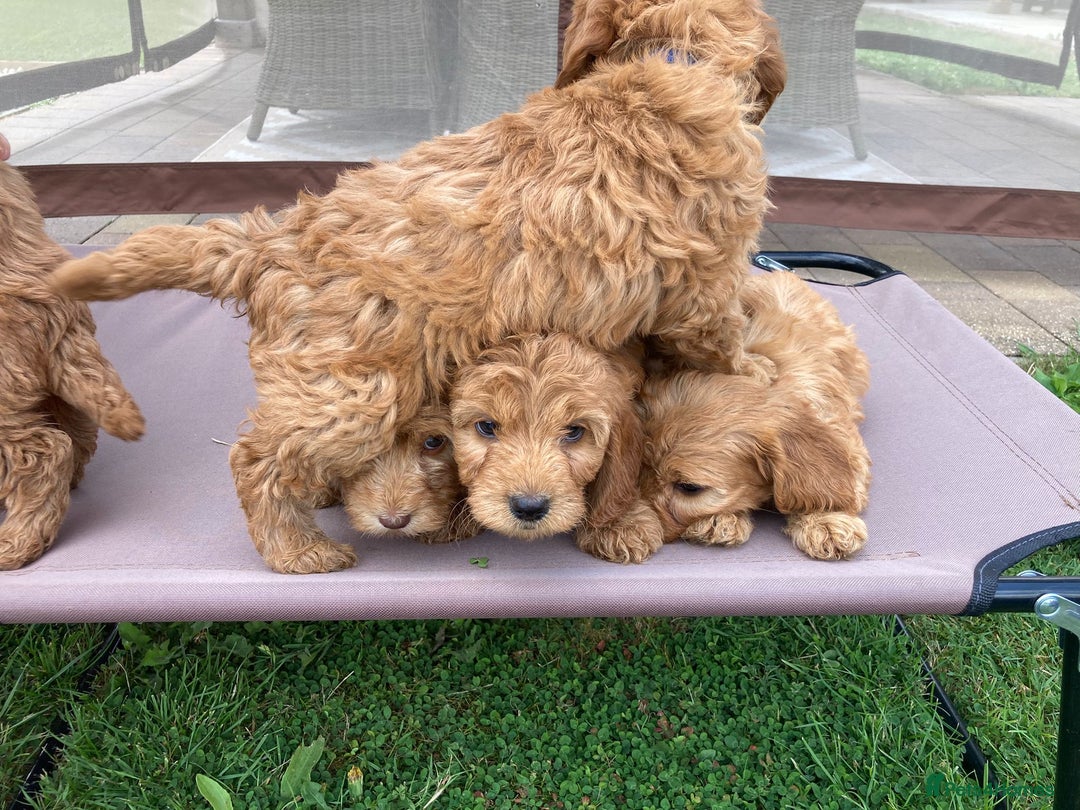 Cockapoo dogs for sale: ⭐️⭐️⭐️⭐️⭐️ F1 apricot Toy Cockapoo Puppies  - Image 12