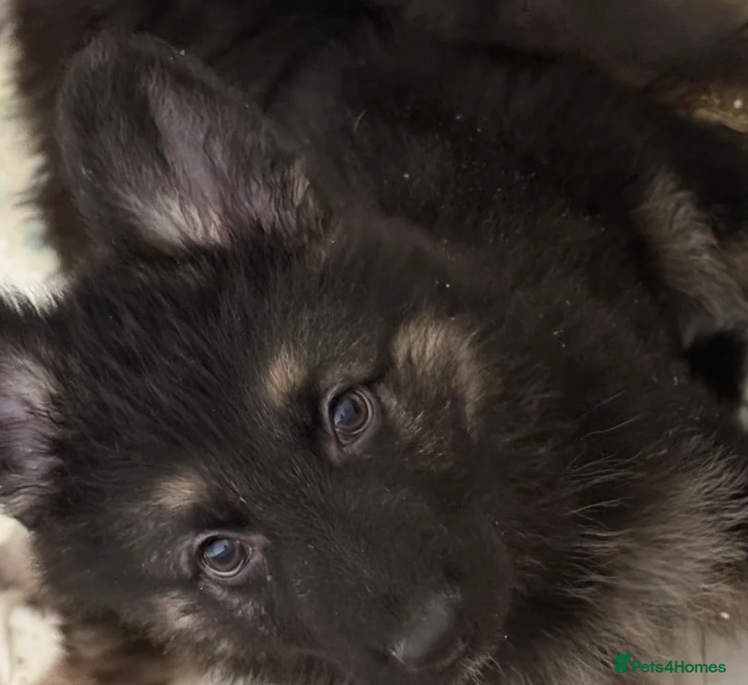German Shepherd dogs for sale: German shepherd pups  - Advert 7