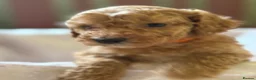 Cockapoo dogs for sale: Stunning F1B Cockapoos READY NOW!🐶  - Advert 28