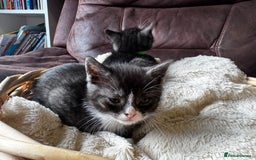 British Shorthair cats for sale: Gorgeous British Shorthair Kittens   - Image 33