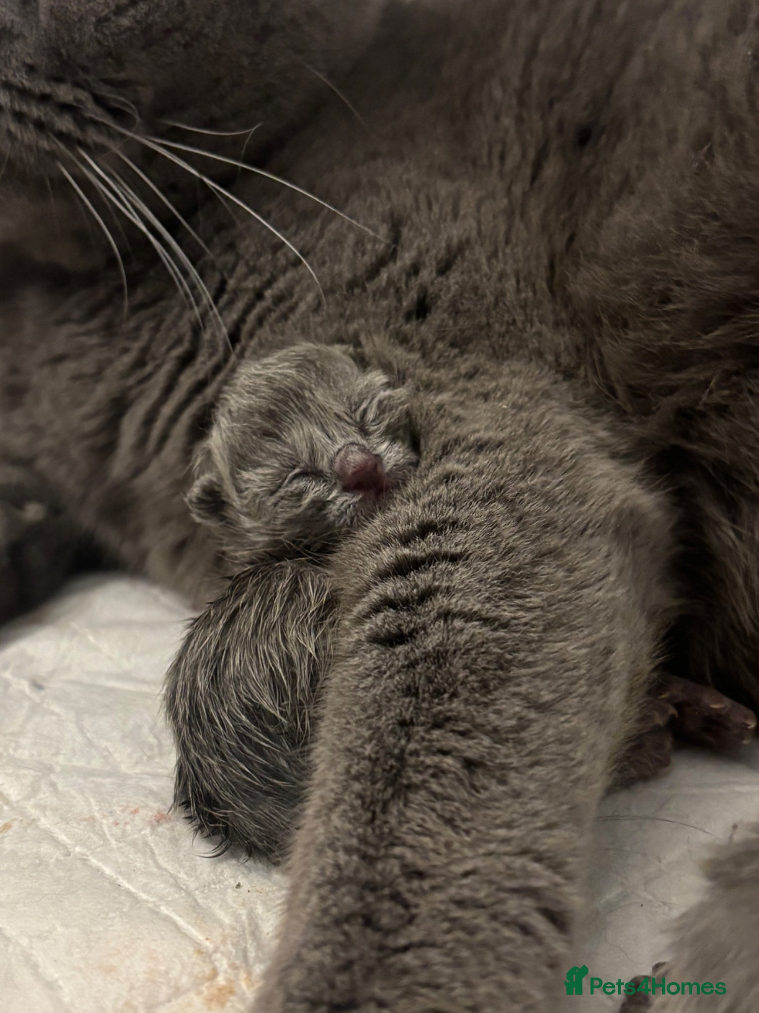 British Shorthair cats 🏆Exceptional Champion Line BSH Kittens🏆 BORN - Advert 1