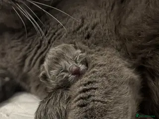 British Shorthair cats 🏆Exceptional Champion Line BSH Kittens🏆 BORN - Advert 1