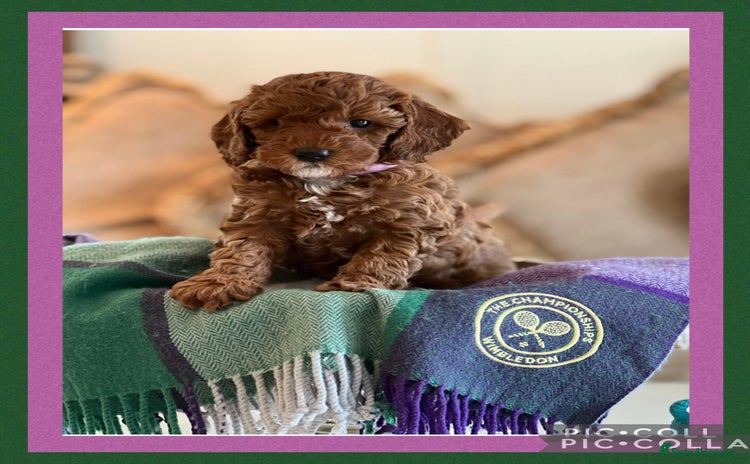 Cockapoo dogs - Advert 4