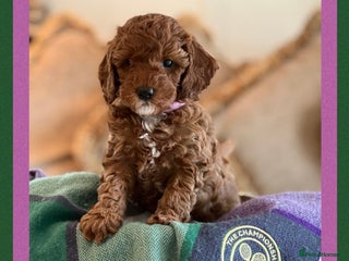 Cockapoo dogs - Advert 14