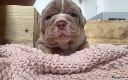 Olde English Bulldogge dogs for sale: Stunning Litter of OldTyme English Bulldogge!!💖💙 - Image 10