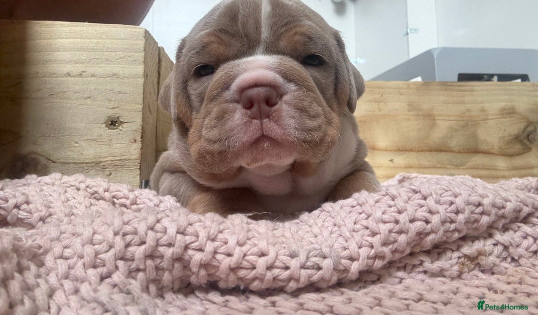 Olde English Bulldogge dogs for sale: Stunning Litter of OldTyme English Bulldogge!!💖💙 - Image 10