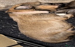 Mixed Breed dogs for sale: Pomeranian x Dachshund puppies available! - Image 7
