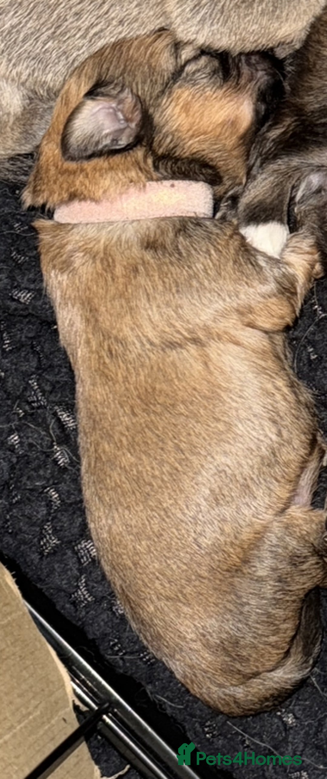 Mixed Breed dogs for sale: Pomeranian x Dachshund puppies available! - Image 7