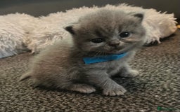 British Shorthair cats for sale: Gentle loving family pets - British Blues  - Image 6