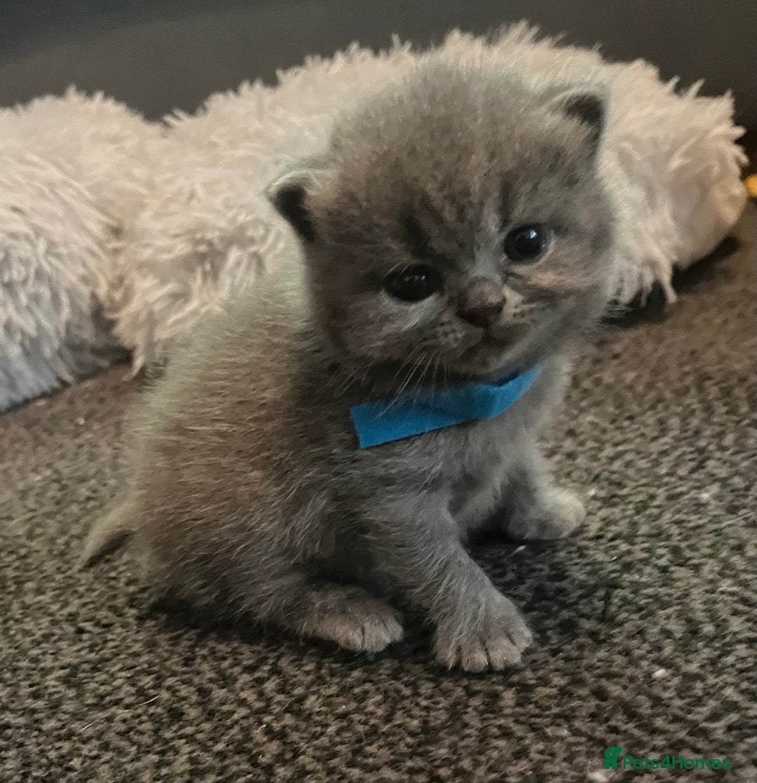 British Shorthair cats for sale: Gentle loving family pets - British Blues  - Image 6