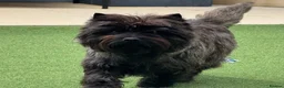 Cairn Terrier dogs for sale: KC pups off Health Tested parents, avail 11th Oct - Advert 8
