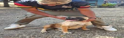 Mixed Breed dogs for sale: Belgian Malinois X Poodles  in King's Lynn - Advert 7