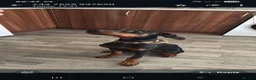 Dobermann dogs for sale: Doberman pup - Advert 5