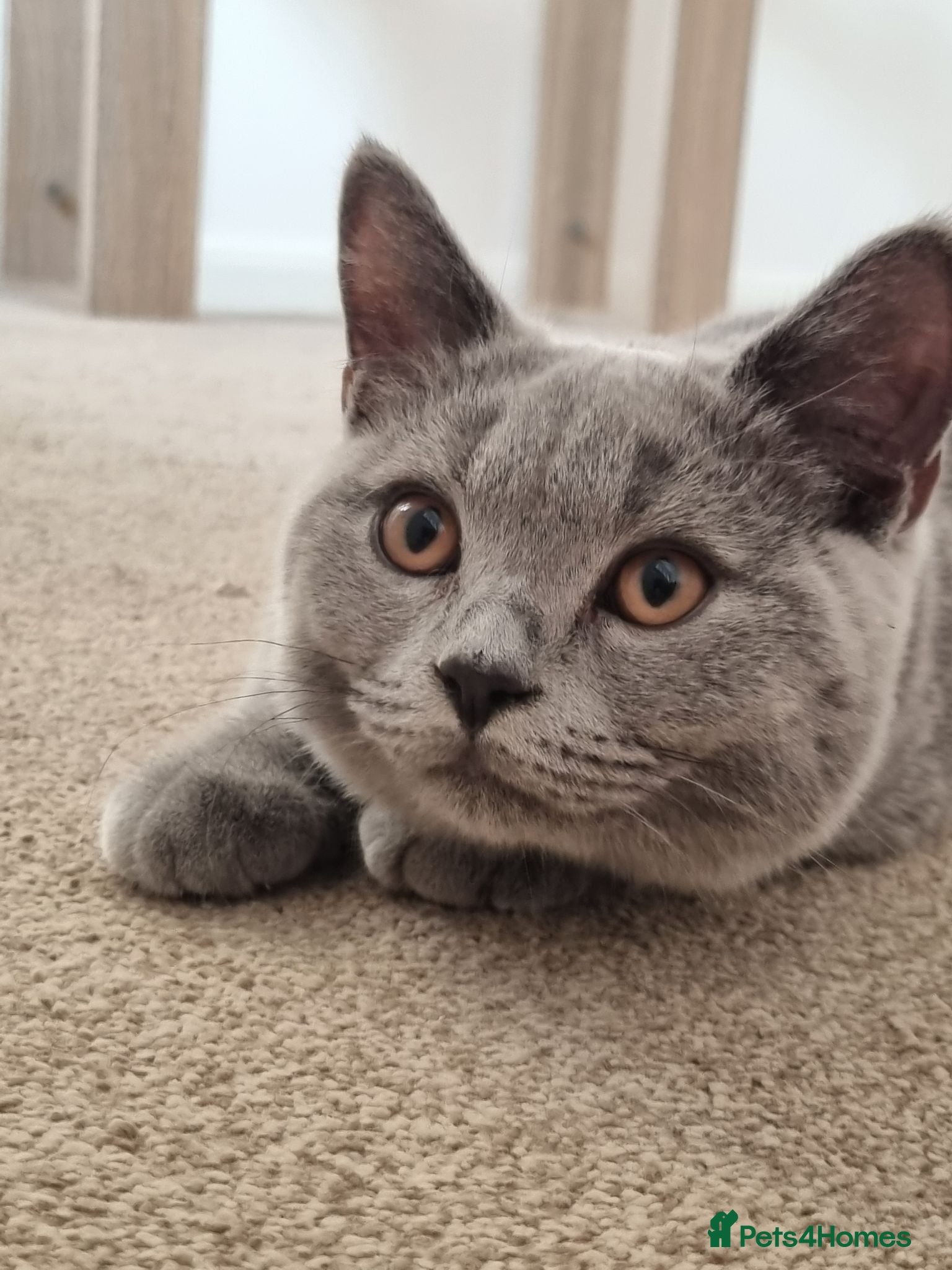 British Shorthair cats GCCF Registered,ready to go! - Advert 1