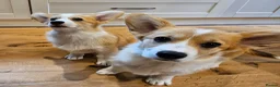 Welsh Corgi Pembroke dogs for sale: Ready now! RKC Welsh Corgi Pembroke puppies - Advert 2
