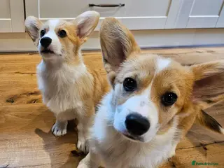 Welsh Corgi Pembroke dogs KC Registered Welsh Corgi Pembroke puppies - Advert 3