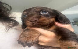 Cocker Spaniel dogs for sale:  Cocker spaniel puppies  - Image 2