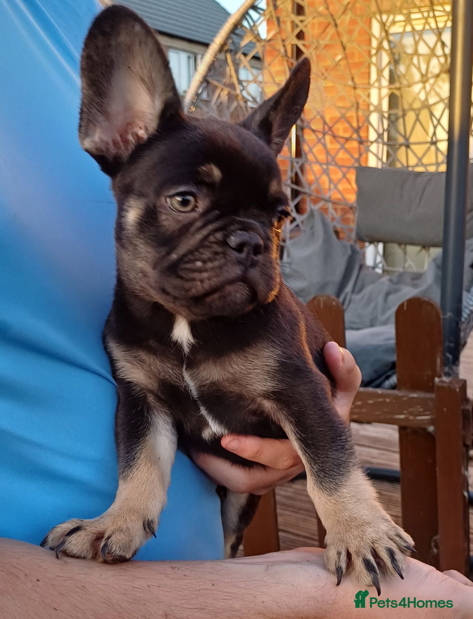 French Bulldog dogs Fully inoculated,Ready now! loveable characters!  - Advert 21