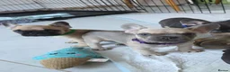 French Bulldog dogs for sale: Ready to collect  - Advert 15