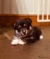 Welsh Corgi Pembroke dogs - Advert 3