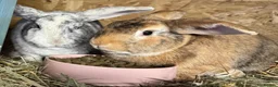 Mixed Breed rabbits for sale: Malcolm and Tiggy  - Advert 2