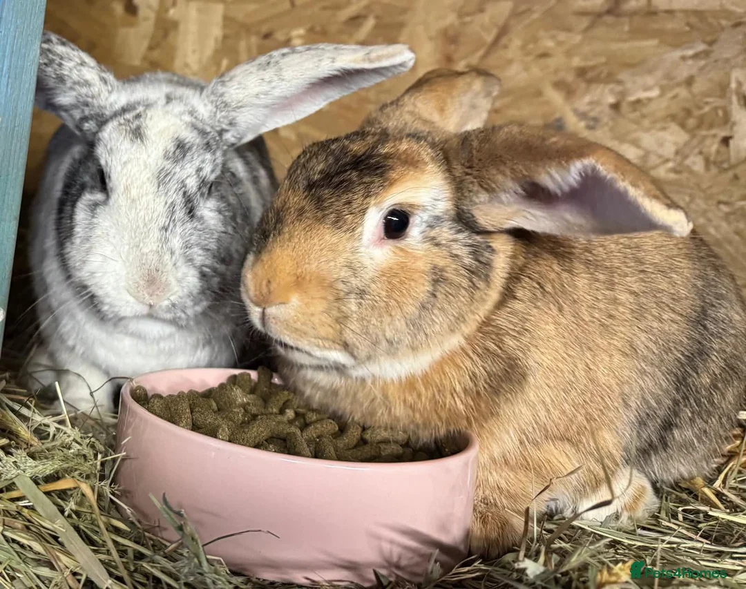 Mixed Breed rabbits for sale: Malcolm and Tiggy  - Advert 2