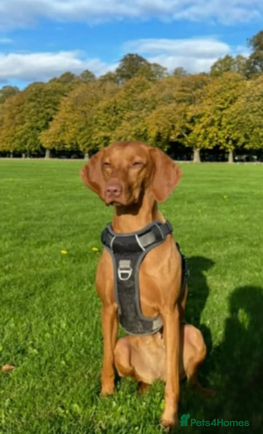 Hungarian Vizsla dogs for sale: Hookside Hungarian Viszla Puppies - Advert 10