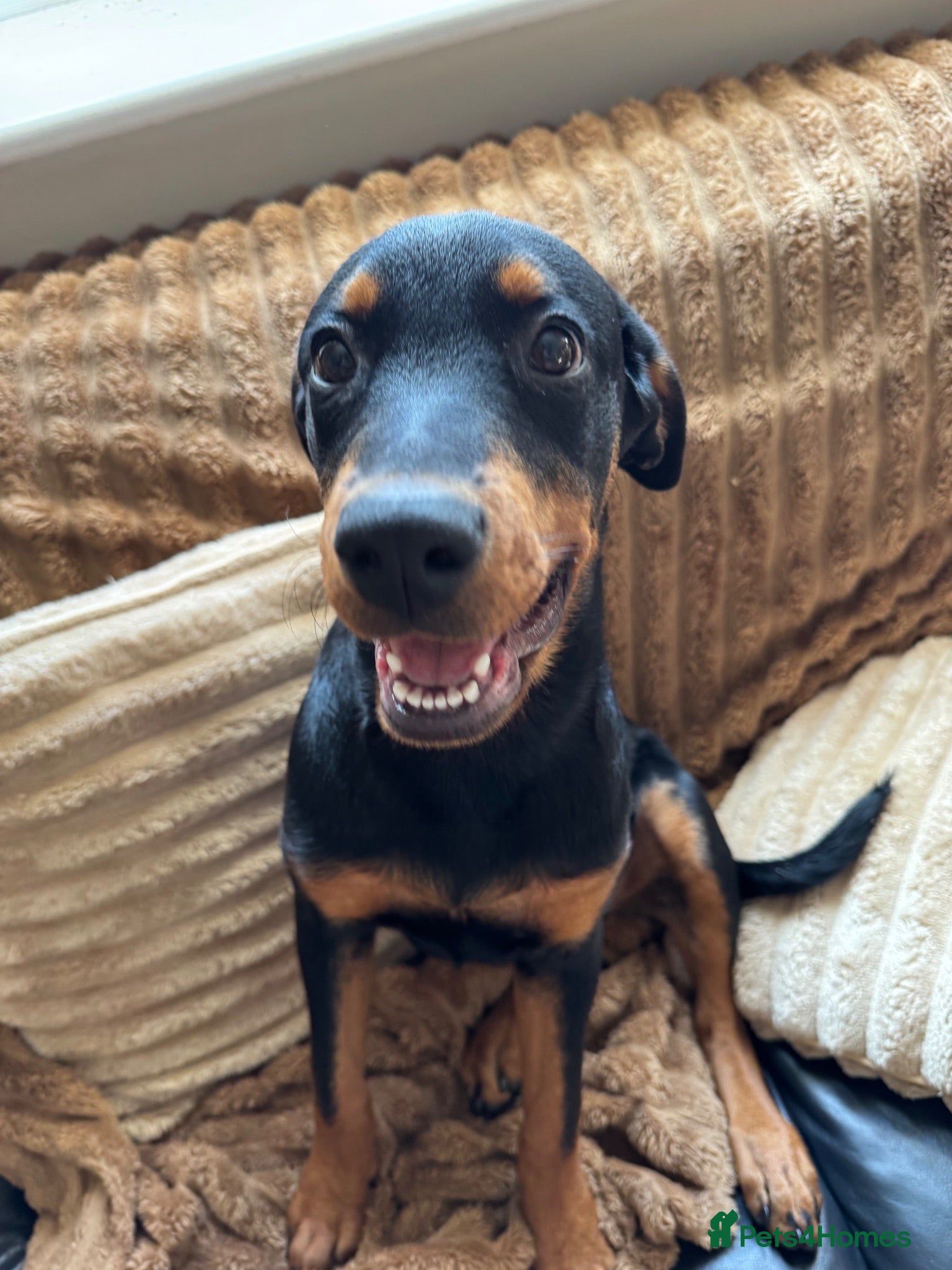 Rottweiler dogs roxie is looking for a forever - Advert 1