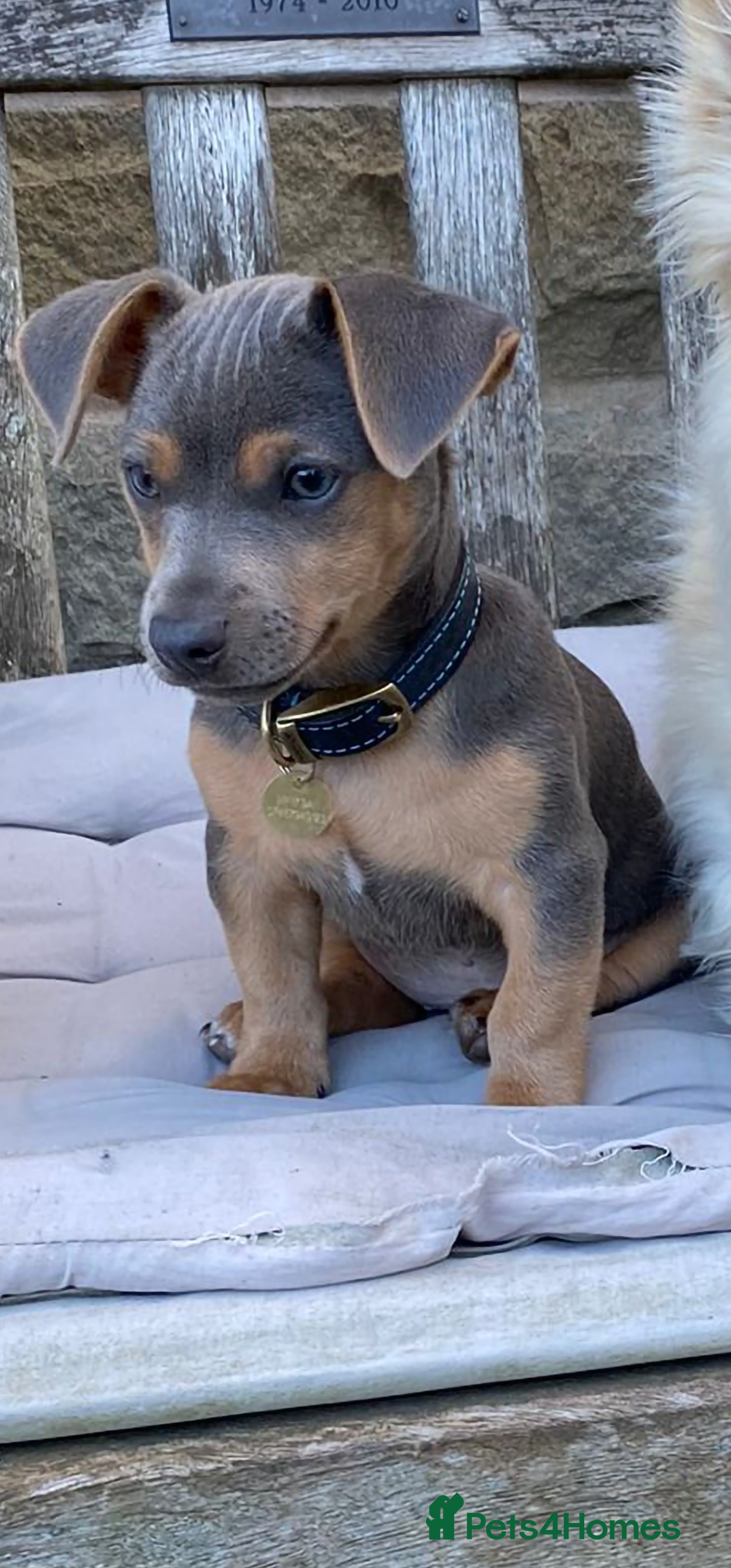 Jack Russell dogs DENZEL - Advert 4