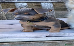 Jack Russell dogs for stud: DENZEL - Image 1