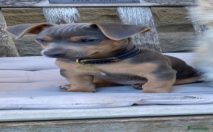 Jack Russell dogs - Advert 5