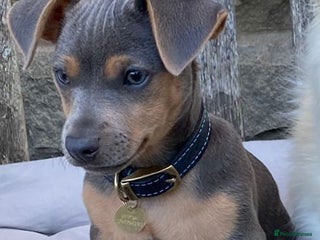 Jack Russell dogs for stud - Advert 1