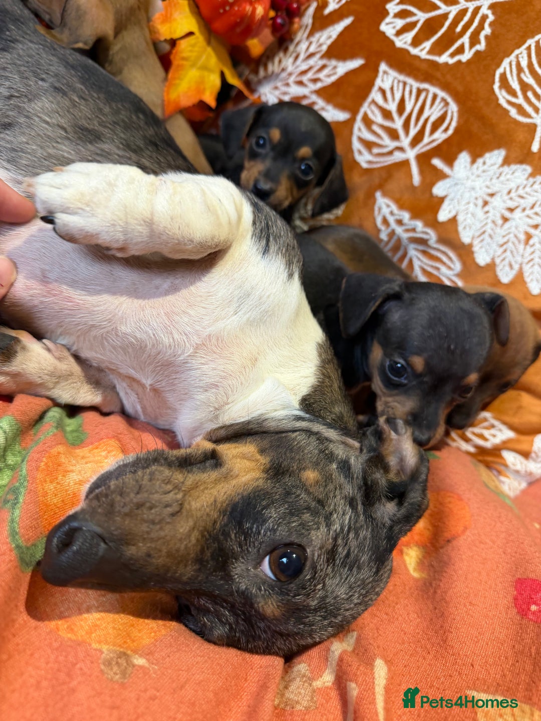 Dachshund dogs for sale: Dachshund puppies - Image 4