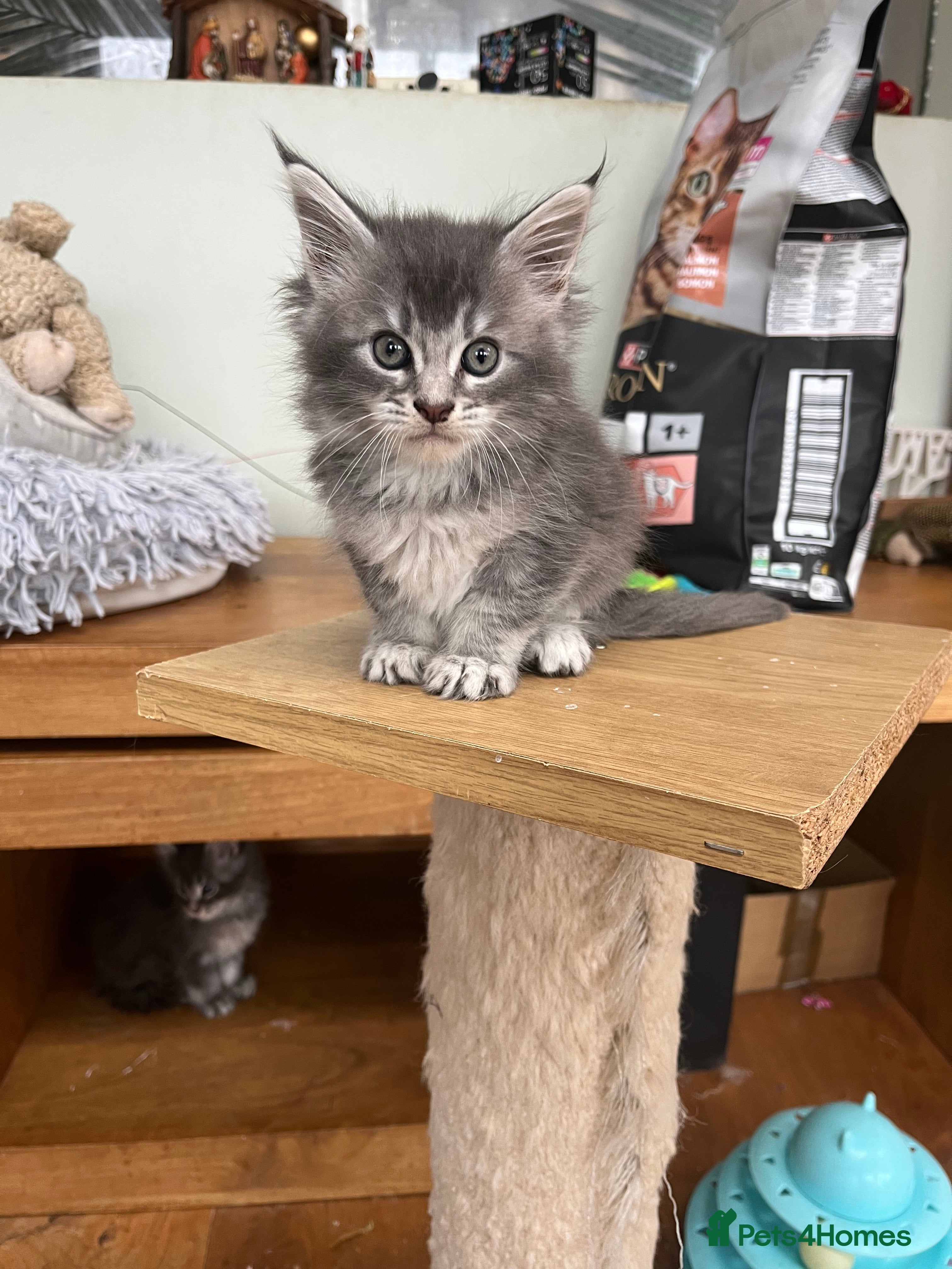 Maine Coon cats Tica Reg and fully health tested - Advert 6