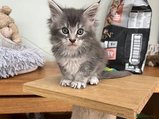 Maine Coon cats Tica Reg and fully health tested - Advert 6