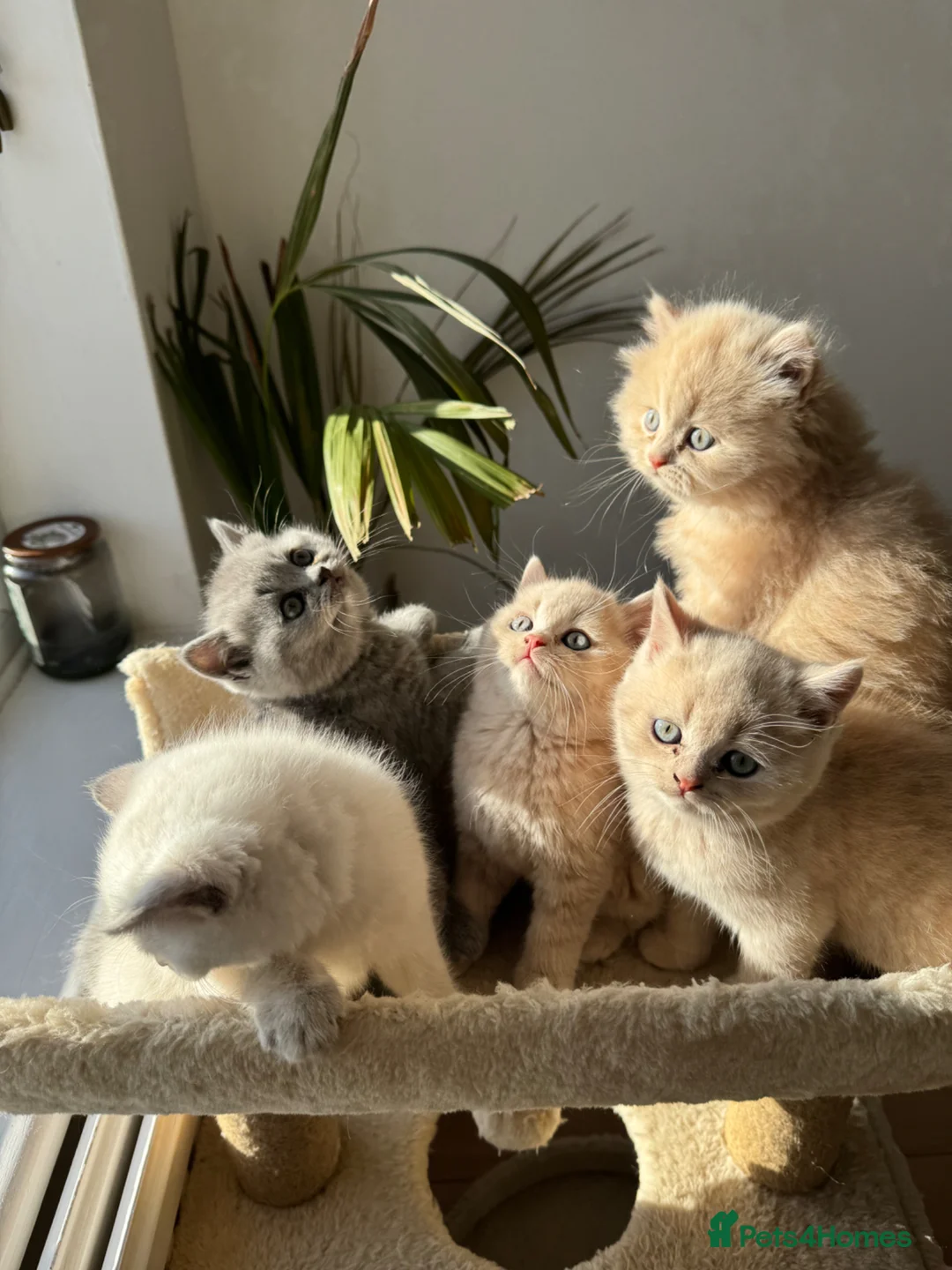 British Shorthair cats for sale: Adorable British Shorthair Kittens  🐱 - Advert 24