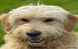 Mini Goldendoodle dogs for sale: “Bailey” - Golden Goldendoodle Boy  - Image 1
