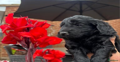 Cockapoo dogs - Advert 3
