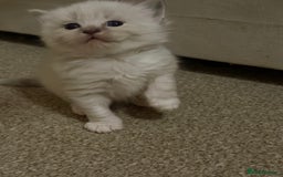 Ragdoll cats for sale: Ragdoll kittens  - Image 3