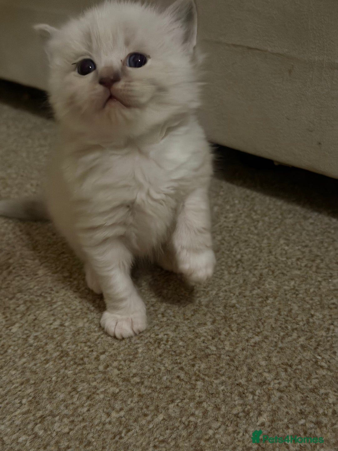 Ragdoll cats for sale: Ragdoll kittens  - Image 3