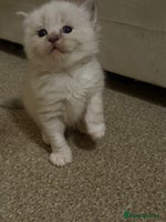 Ragdoll cats - Advert 1