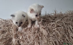 Ragdoll cats for sale: Ragdoll kittens looking for forever homes - Advert 5