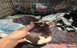Sprocker dogs for sale: Beautiful sprockers  - Image 5