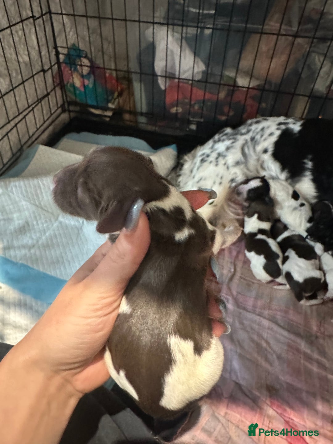 Sprocker dogs for sale: Beautiful sprockers  - Image 5