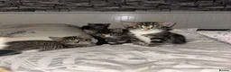 Mixed Breed cats for sale: 5 gorgeous tabby kittens for sale - Advert 5